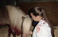 LNO History ..January 03, 2004..... Shetland Pony Viciously Attacked by Neighbor's Pit Bull