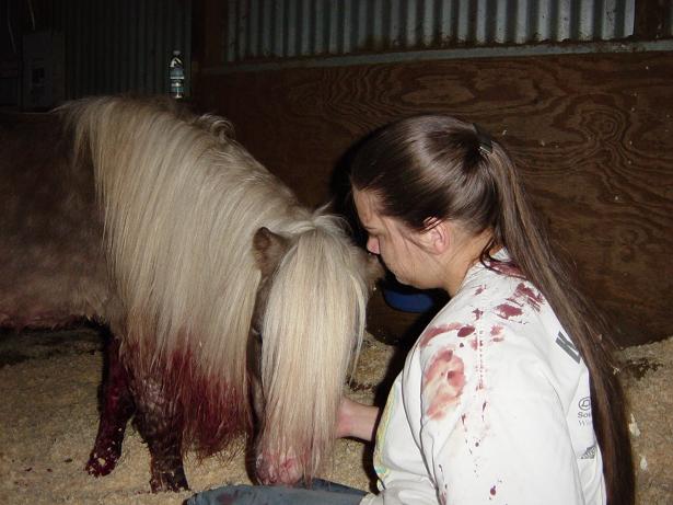 LNO History ..January 03, 2004..... Shetland Pony Viciously Attacked by Neighbor's Pit Bull
