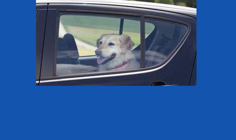 A VERY light-hearted video about hot dogs in cars -- Reminder don't leave dogs in a Hot Car