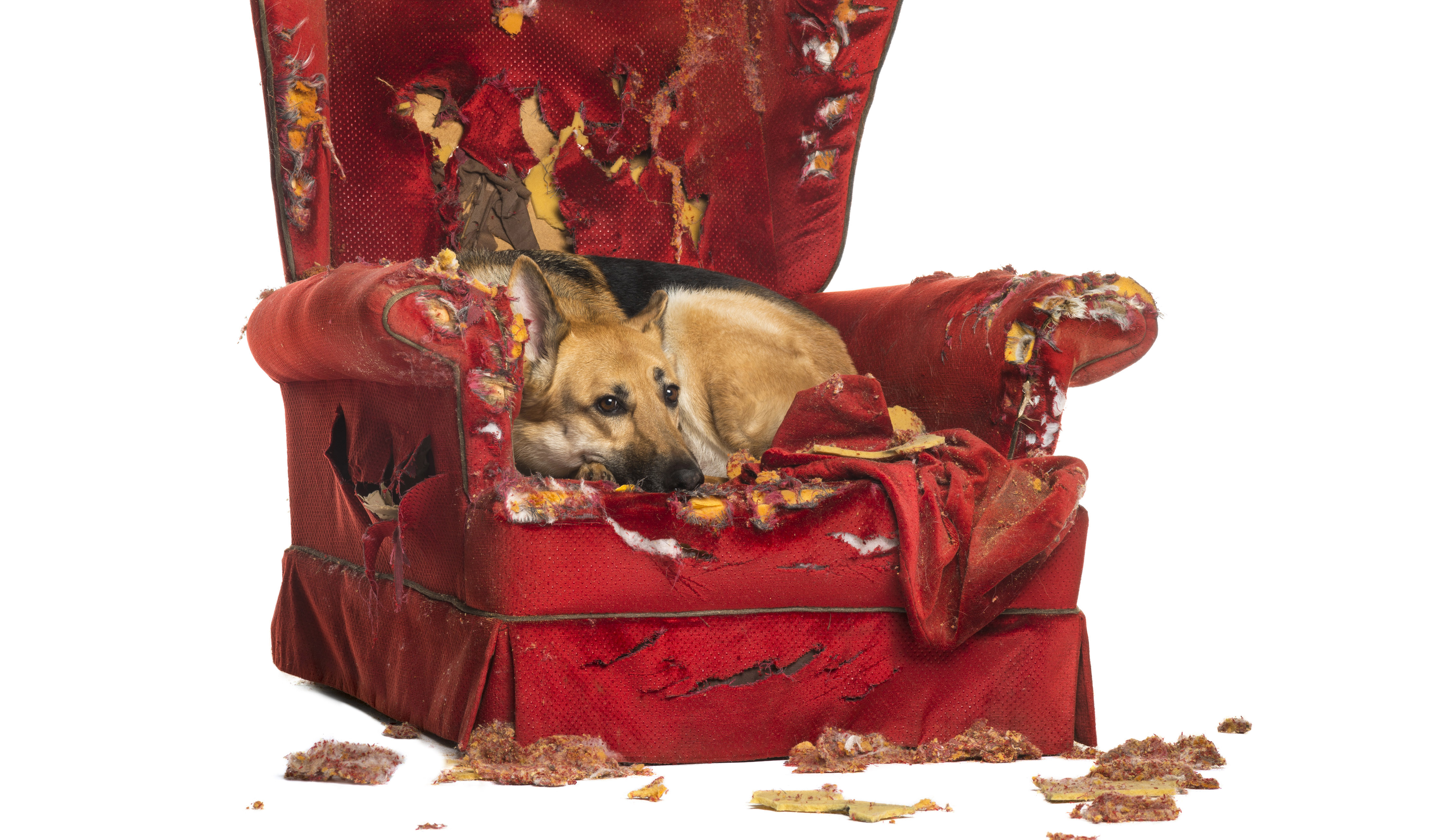 dog in torn up chair